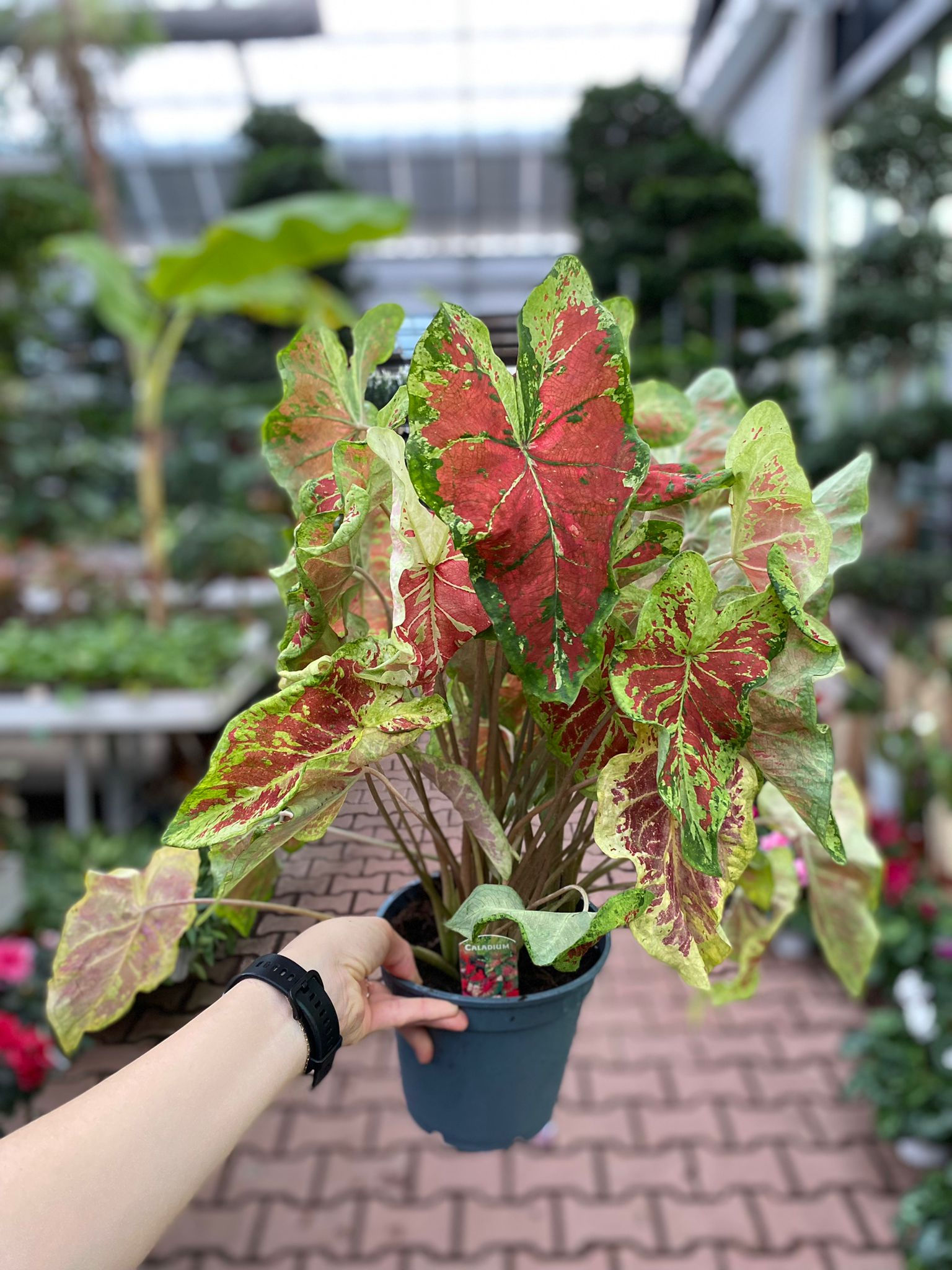 Caladium 'Just Saucy'