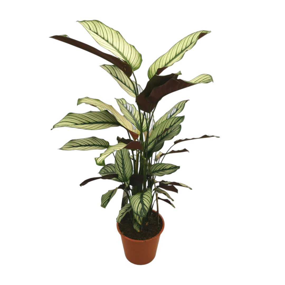 Calathea 'White Star'