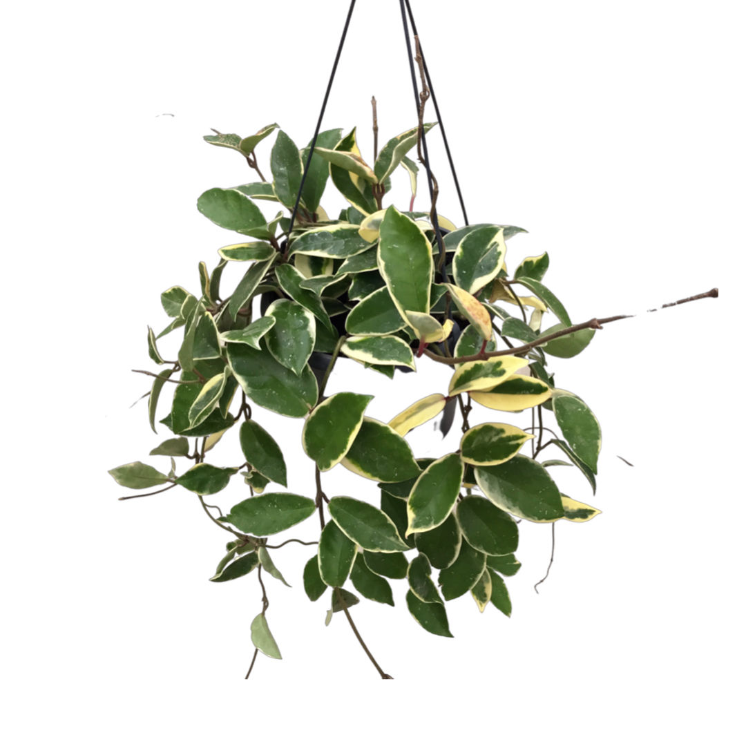 Hoya Carnosa 'Variegata'