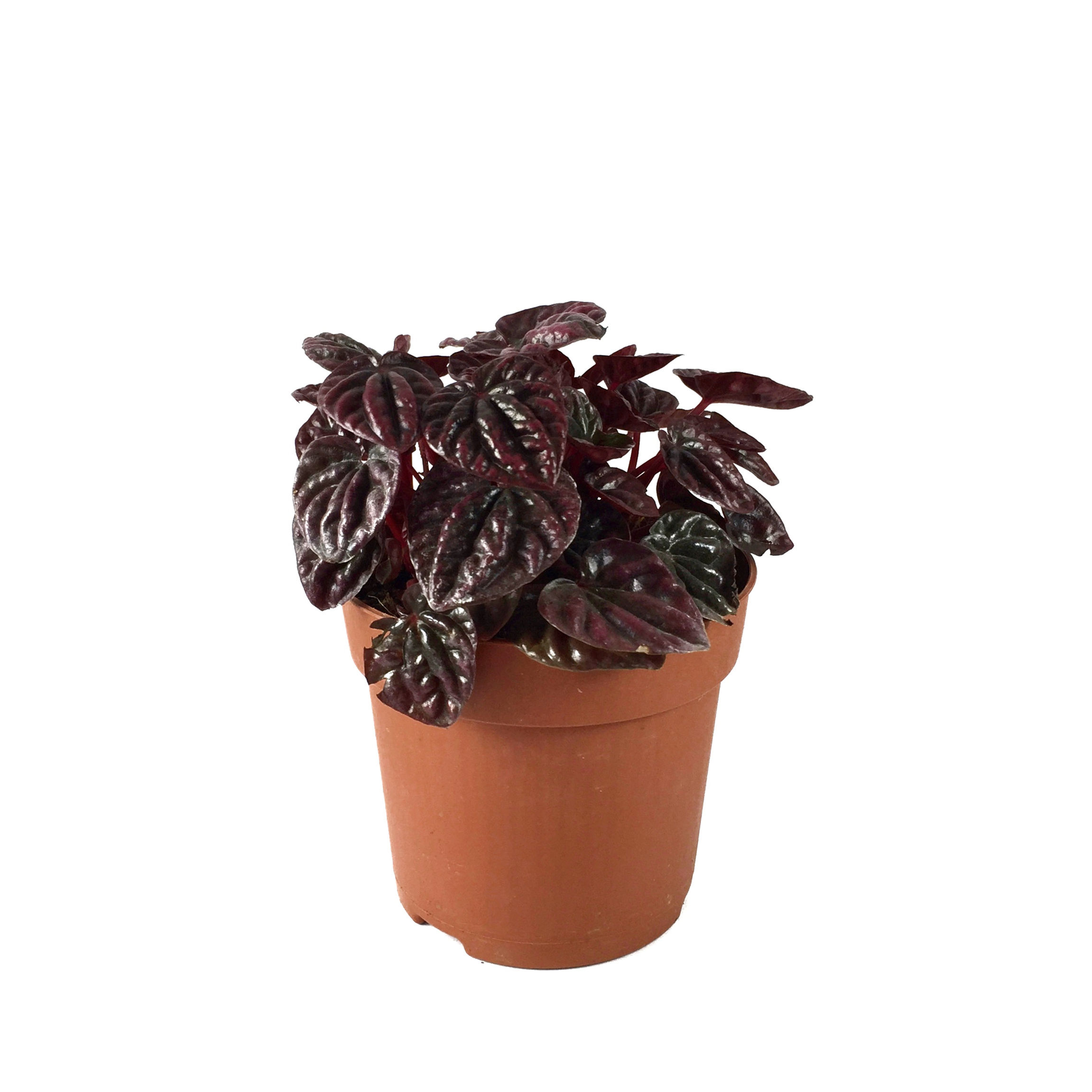 Peperomia 'Schumi Red' (Zümrüt Dalgası Çiçeği)