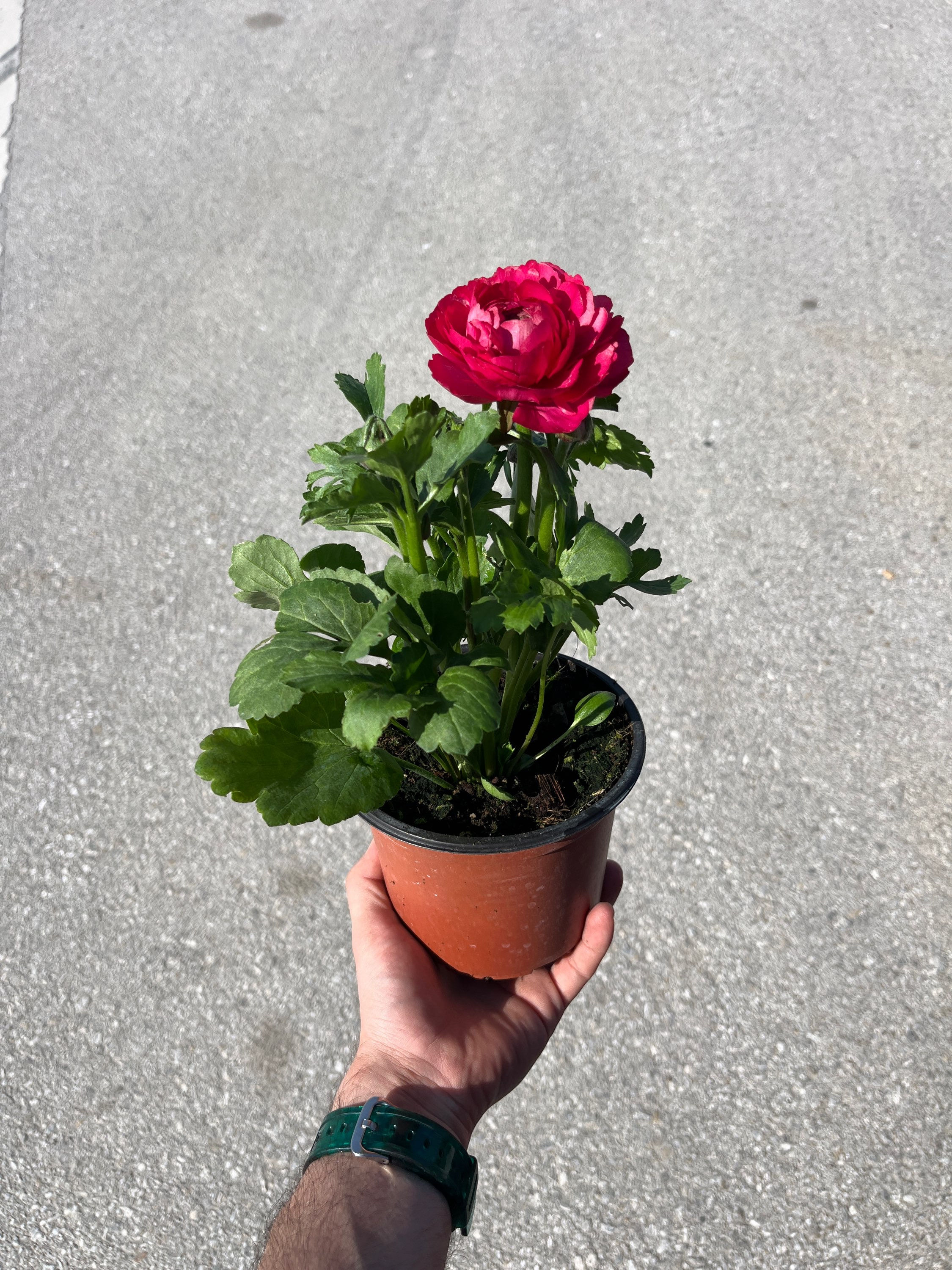 Ranunculus Aviv 'Fuchsia'