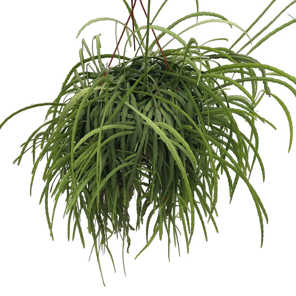 Lepismium Bolivianum