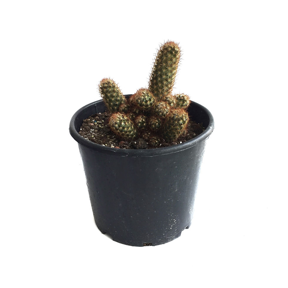 Mammillaria Elongata 'Copper King'