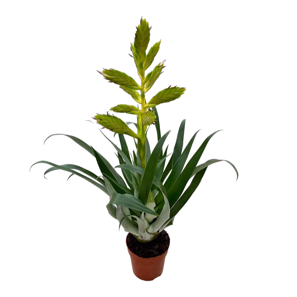 Küçük resim: Tillandsia Oerstediana