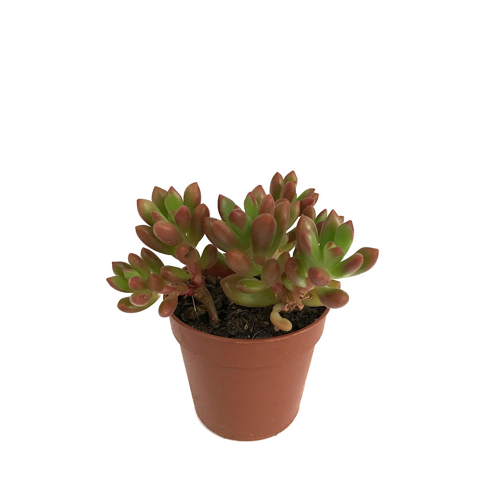 Sedum Coral