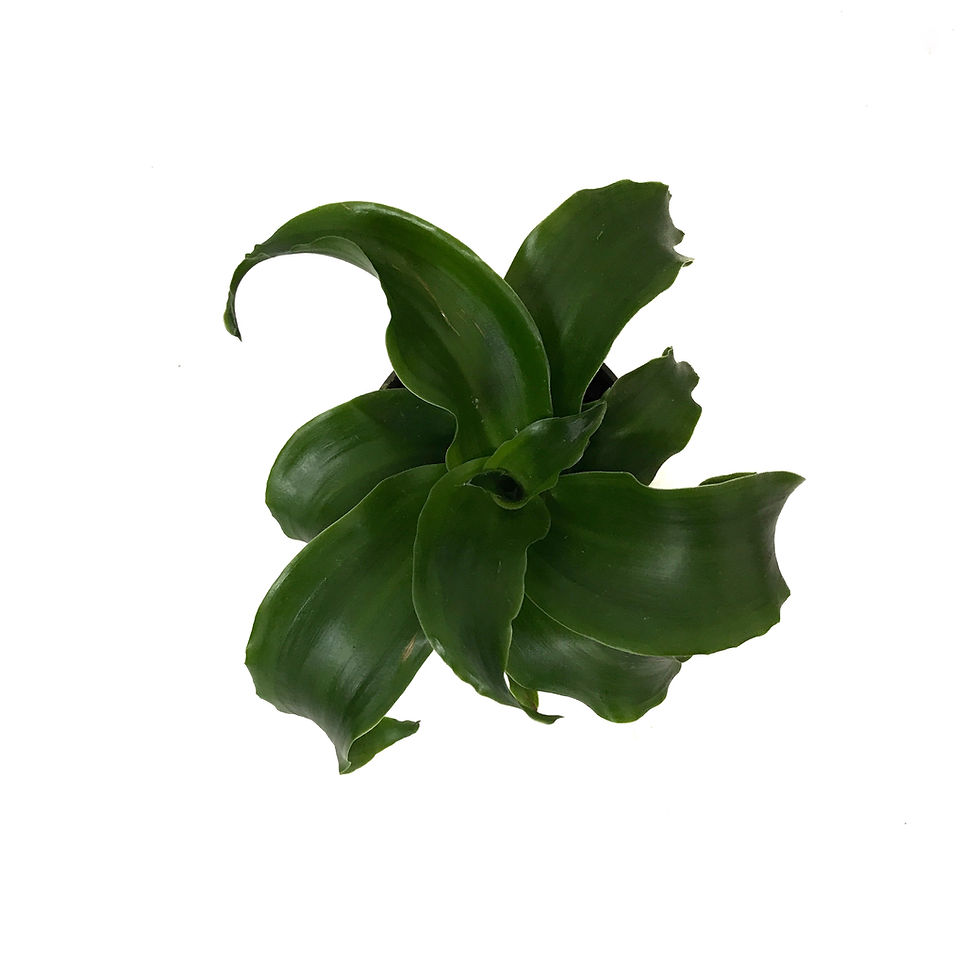 Küçük resim: Dracaena Fragrans 'Twister'