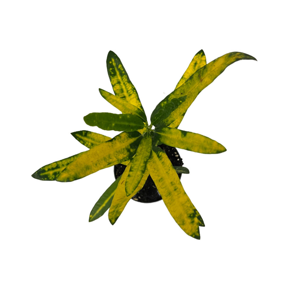 Küçük resim: Codiaeum Variegatum 'Stoplight'
