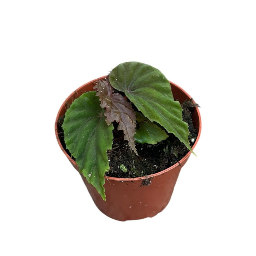 Begonia 'Black Blood' (Begonya Çiçeği)