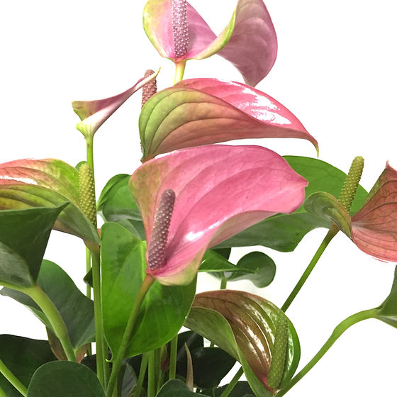 hanging anthurium Anthurium Red main image 1