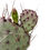 Küçük resim: Opuntia Violacea 'Santa Rita'