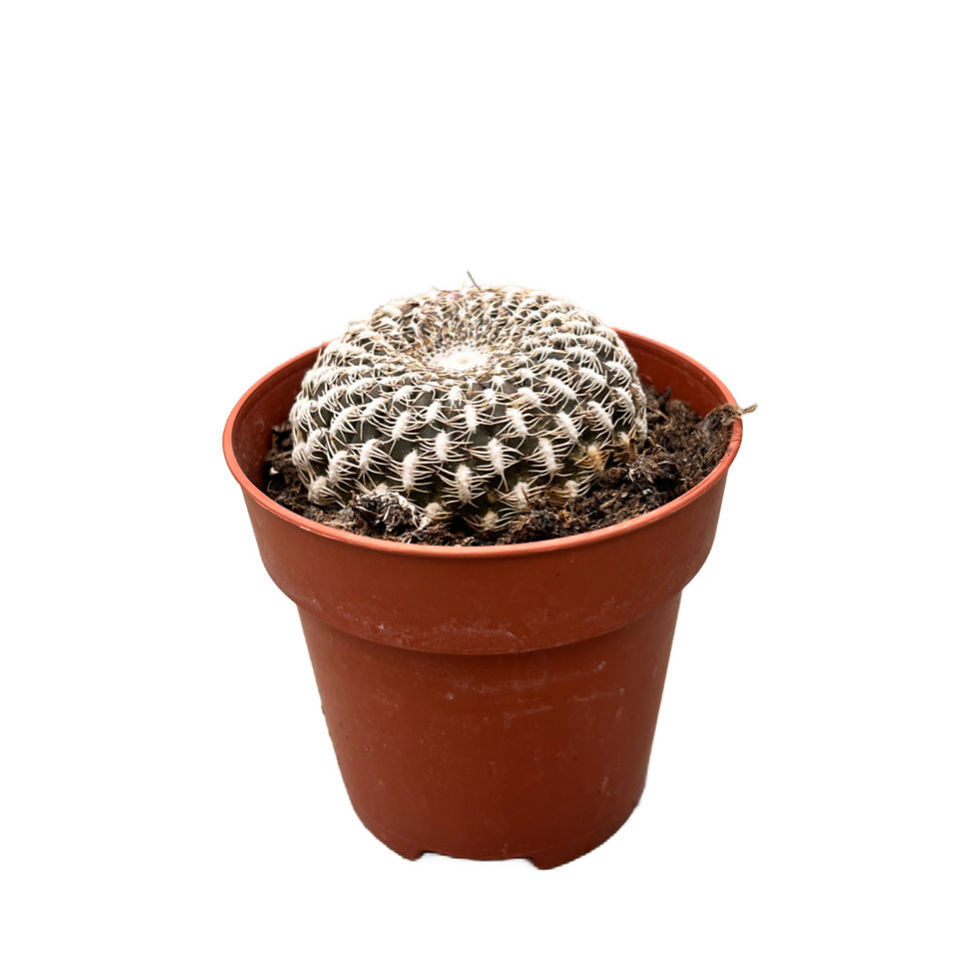 Sulcorebutia Arenacea