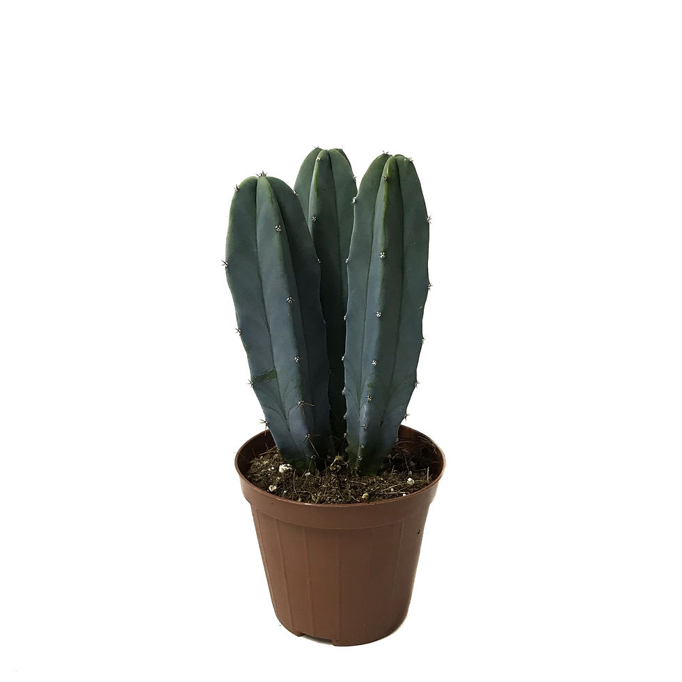 Myrtillocactus Geometrizans