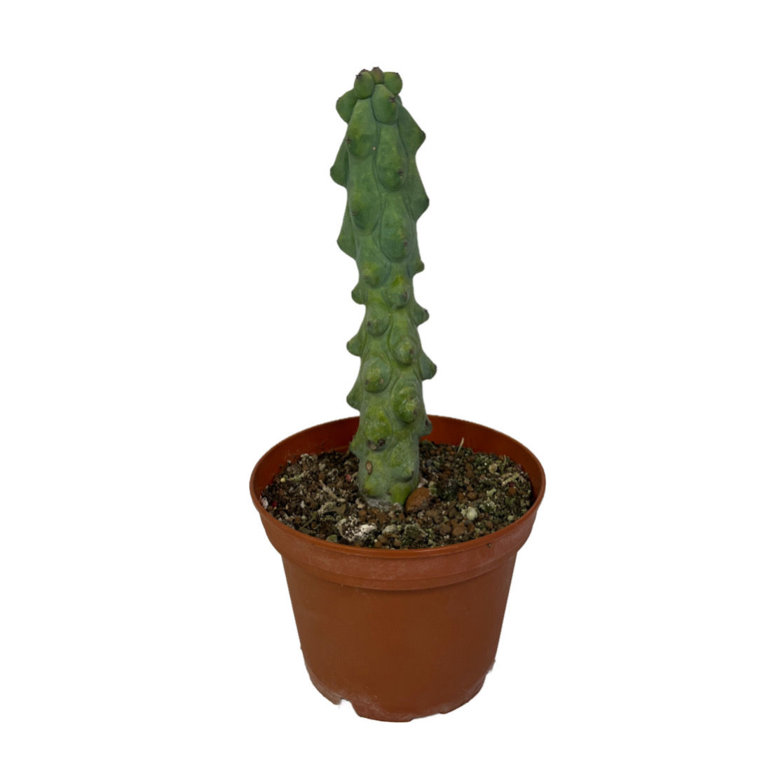 Myrtillocactus Geometrizans 'Fukurokuryuzinboku'