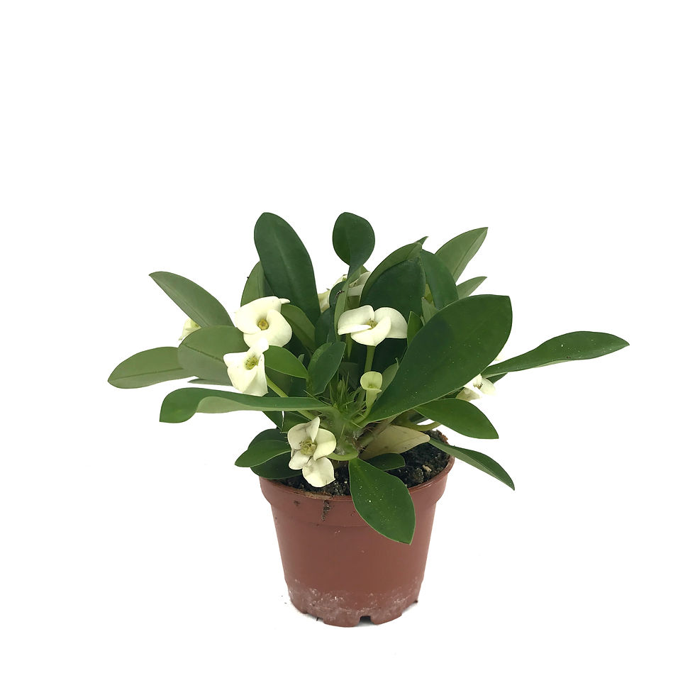 Euphorbia Milii 'White'