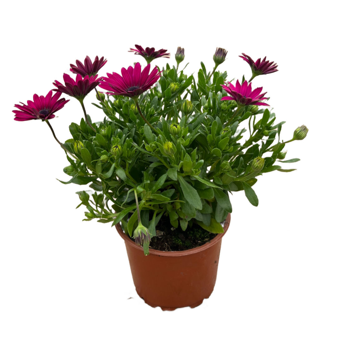 Osteospermum Fruticosum 'Purple' (Bodrum Papatyası)