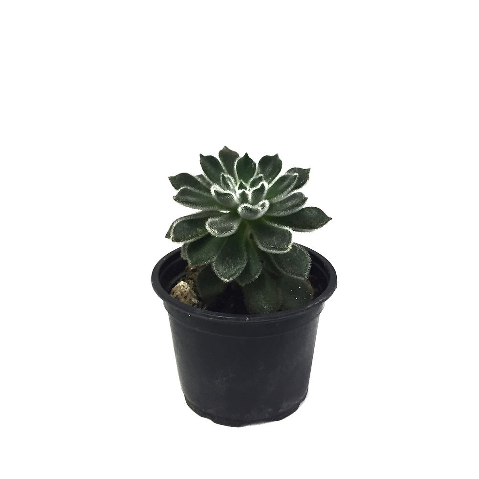 Echeveria 'Green Velvet'