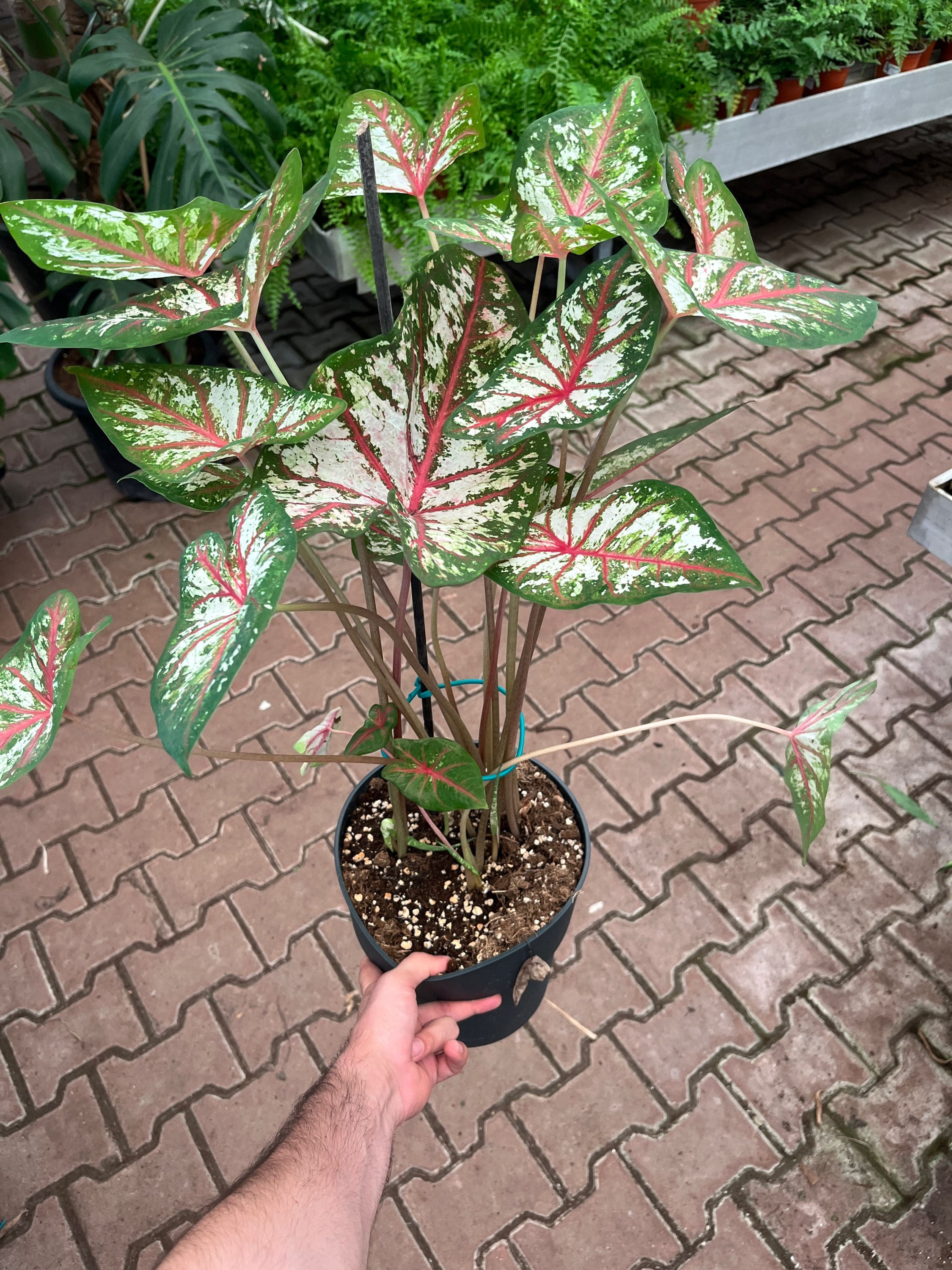 Caladium 'Tapestry'