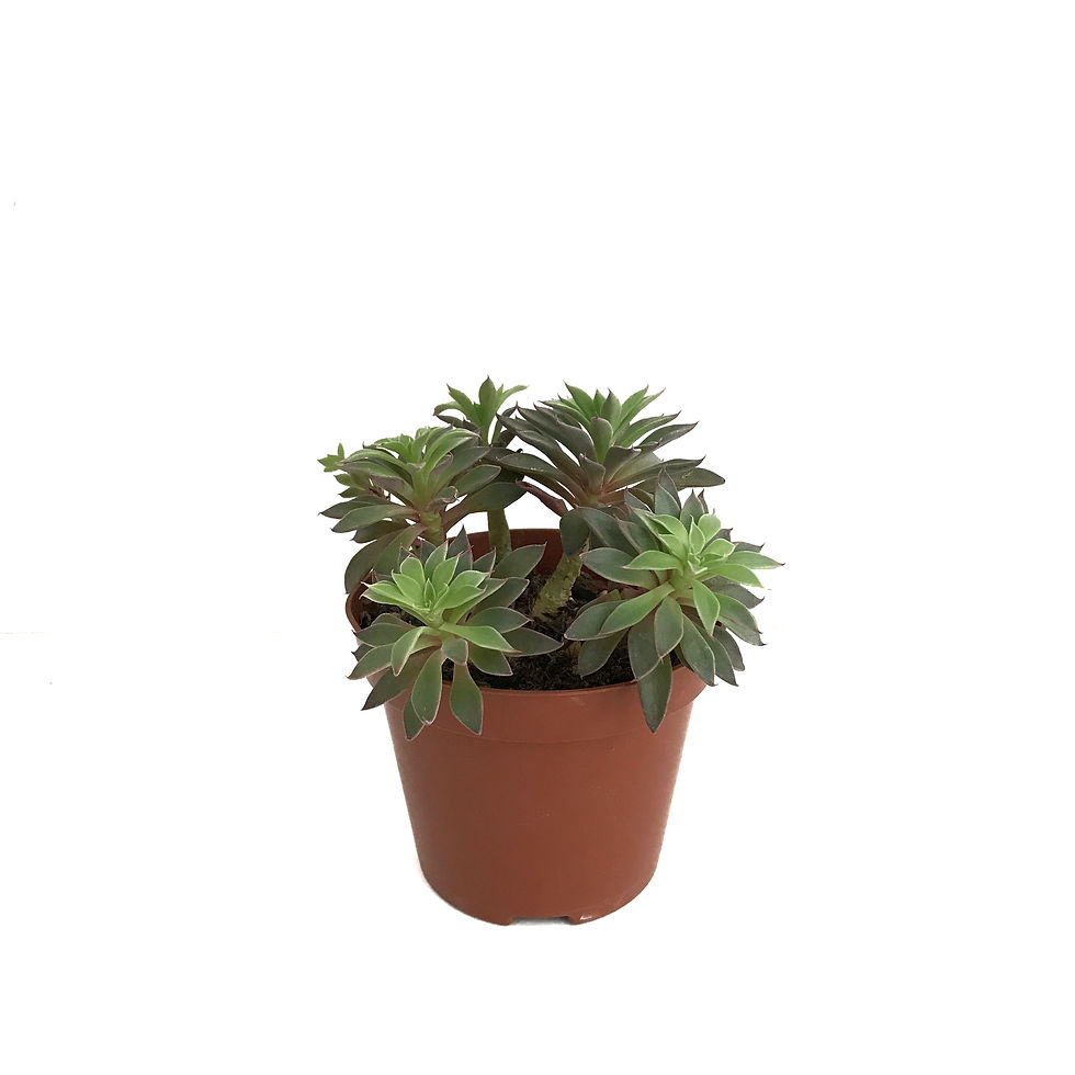 Graptopetalum 'Rusbyi