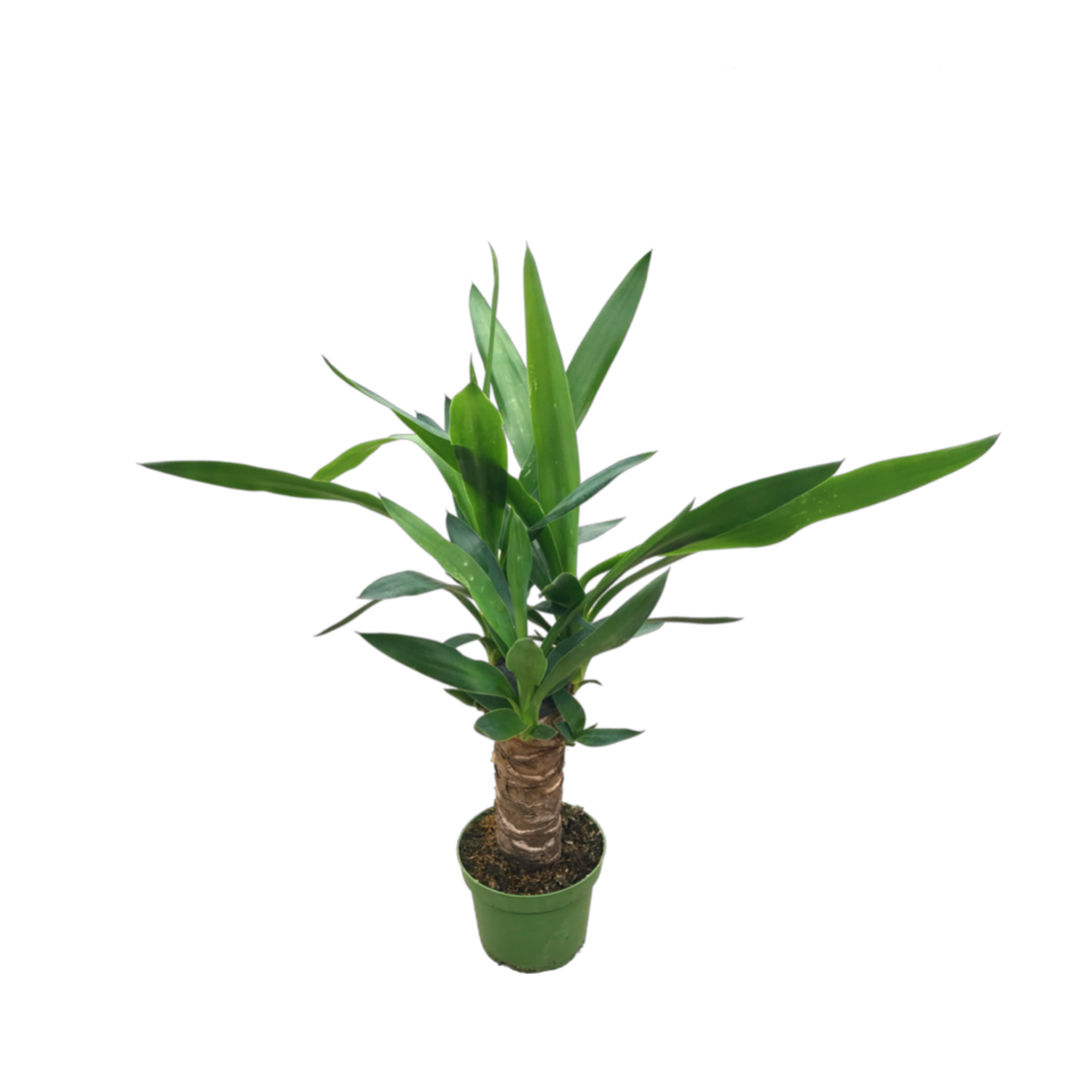 Yucca Gigantea (Yuka Çiçeği)