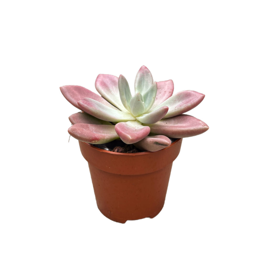 Graptoveria 'Rosie Crow'