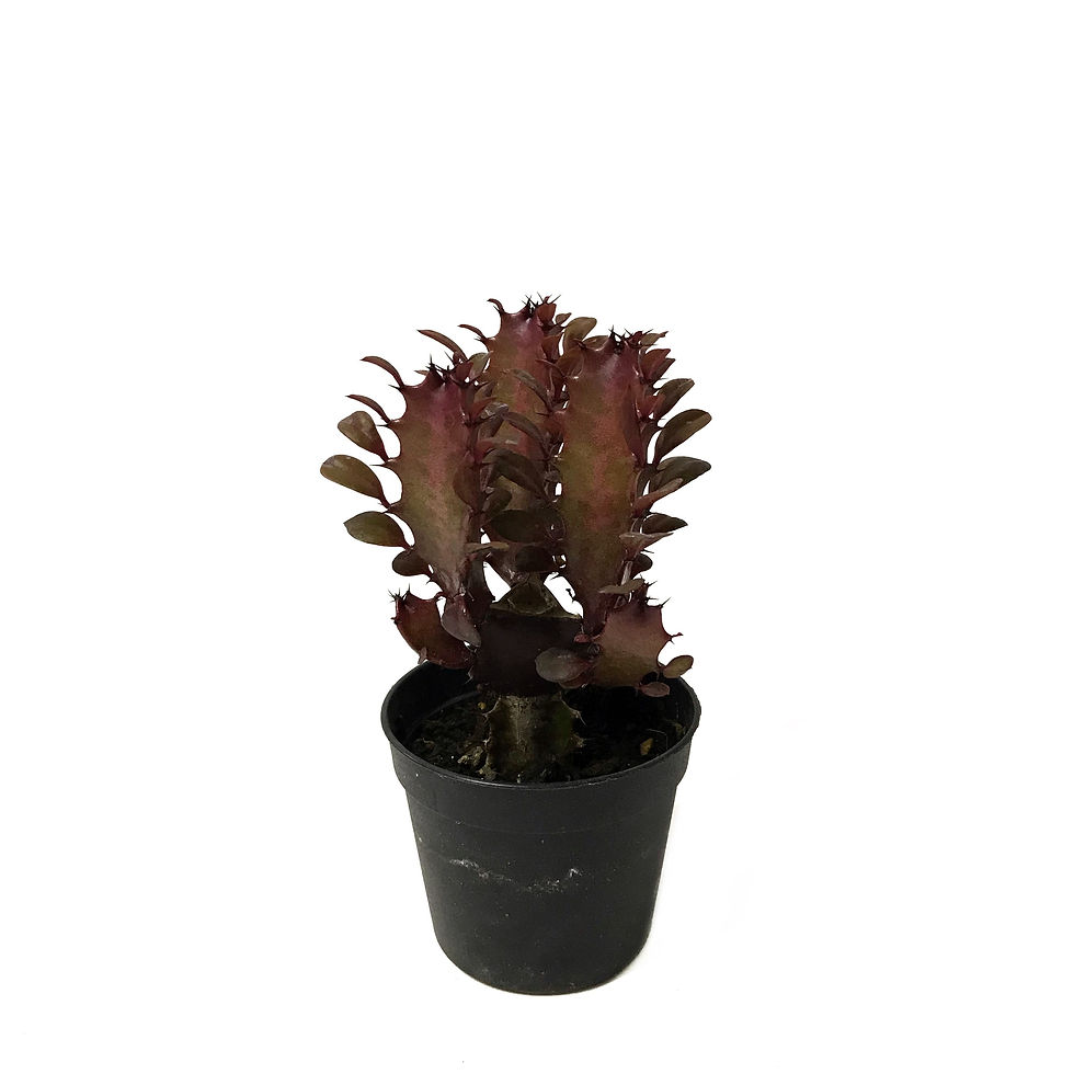 Euphorbia Trigona 'Rubra'