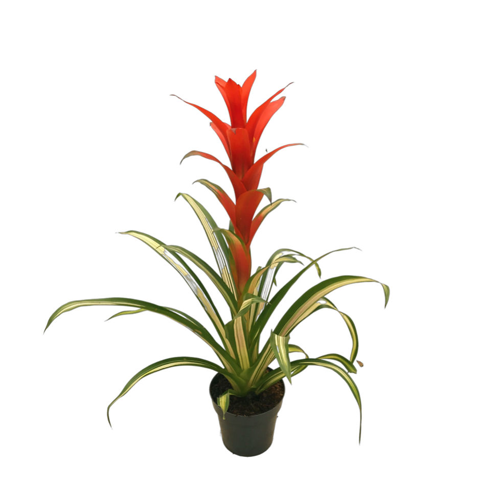 Küçük resim: Guzmania Bandera