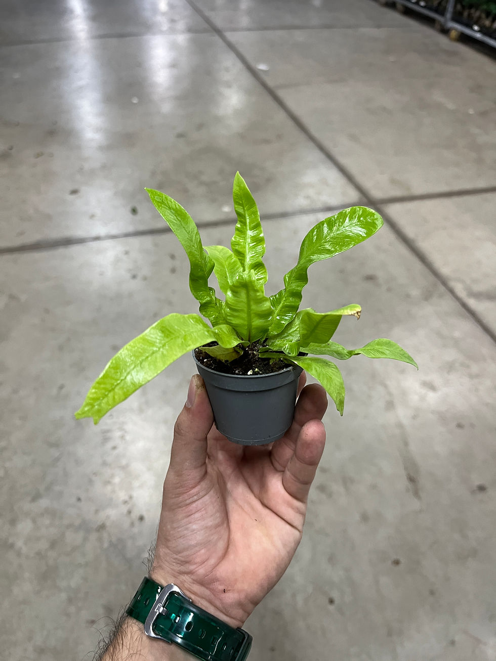 Küçük resim: Asplenium Nidus 'Crispy Wave’