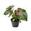 Küçük resim: Caladium 'Casey'