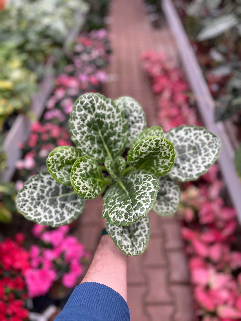 Küçük resim: Streptocarpus 'Pretty Turtle'