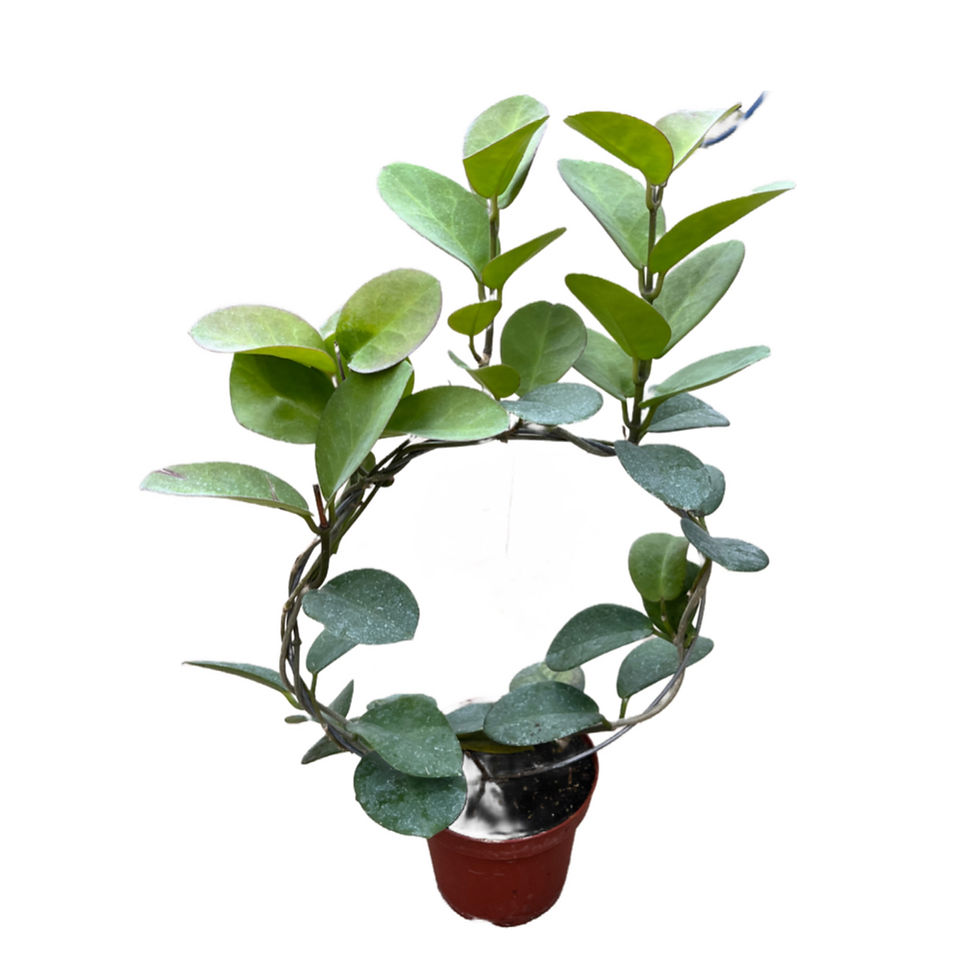 Küçük resim: Hoya Australis