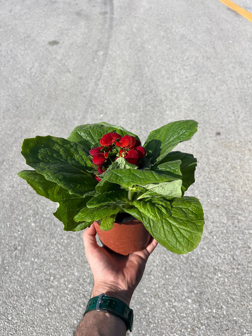 Küçük resim: Calceolaria Herbeohybrida 'Red' (Çanta Çiçeği)