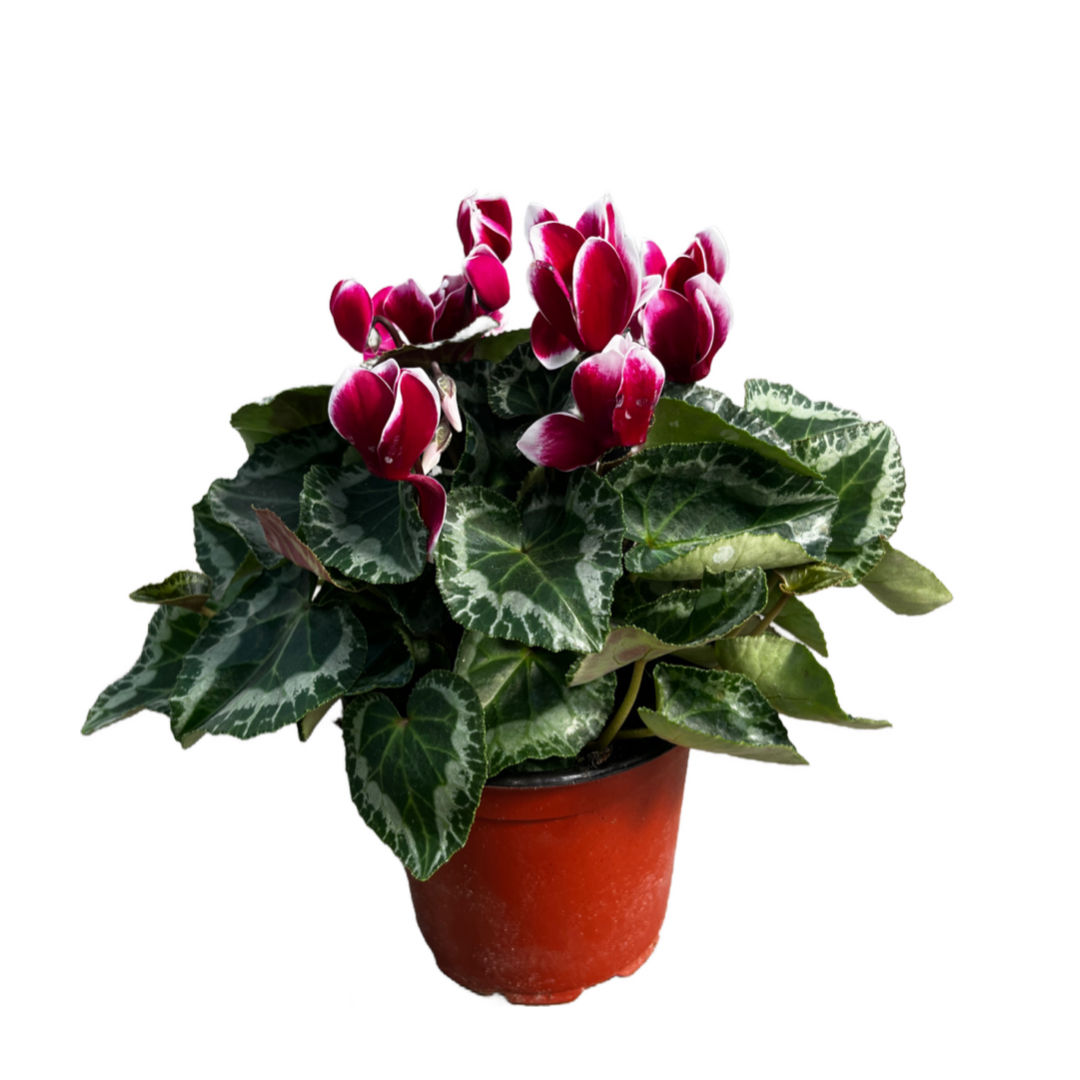 Cyclamen Persicum 'Burgundy - White' (Sıklamen Çiçeği)