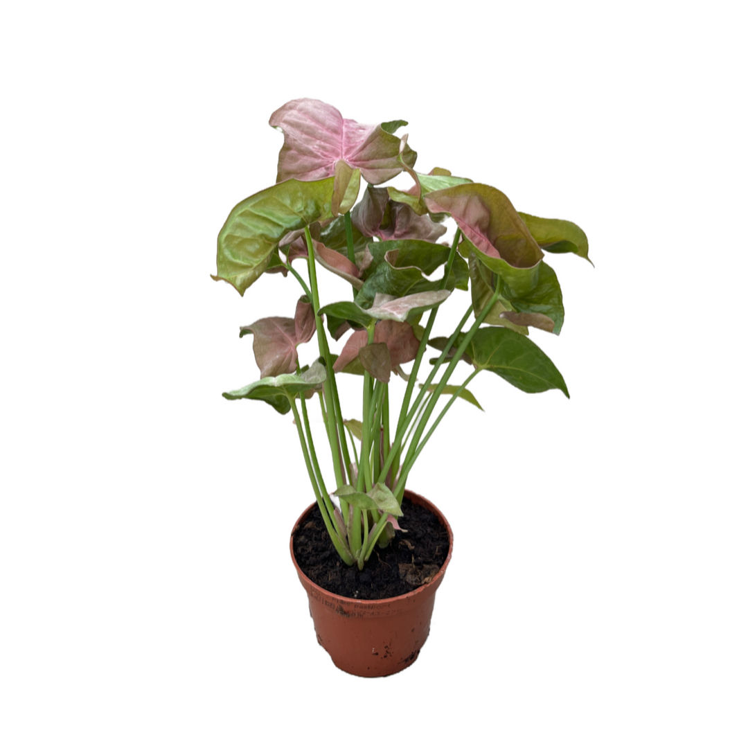Syngonium Podophyllum 'Pink'
