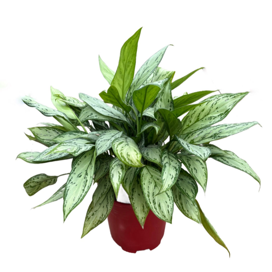 Aglaonema ‘Silver Queen’