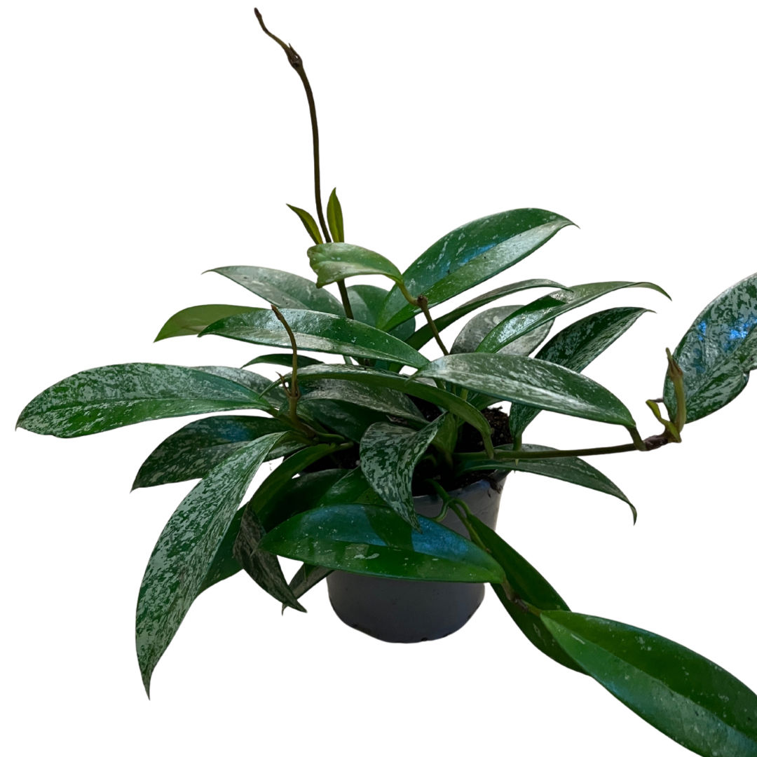 Hoya Pubicalyx 'Silver Spots' (Mum Çiçeği)