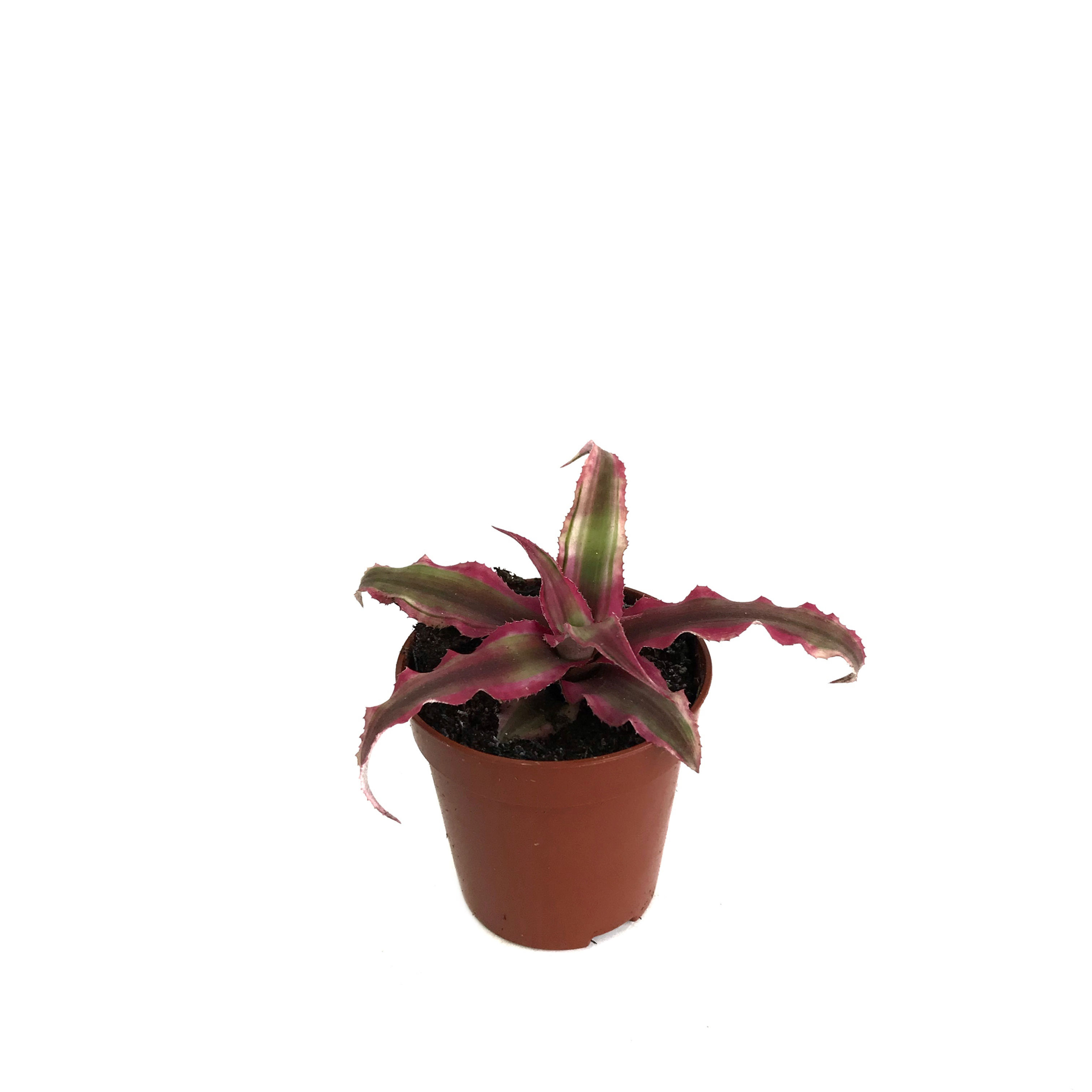 Cryptanthus Bivittatus 'Ruby'
