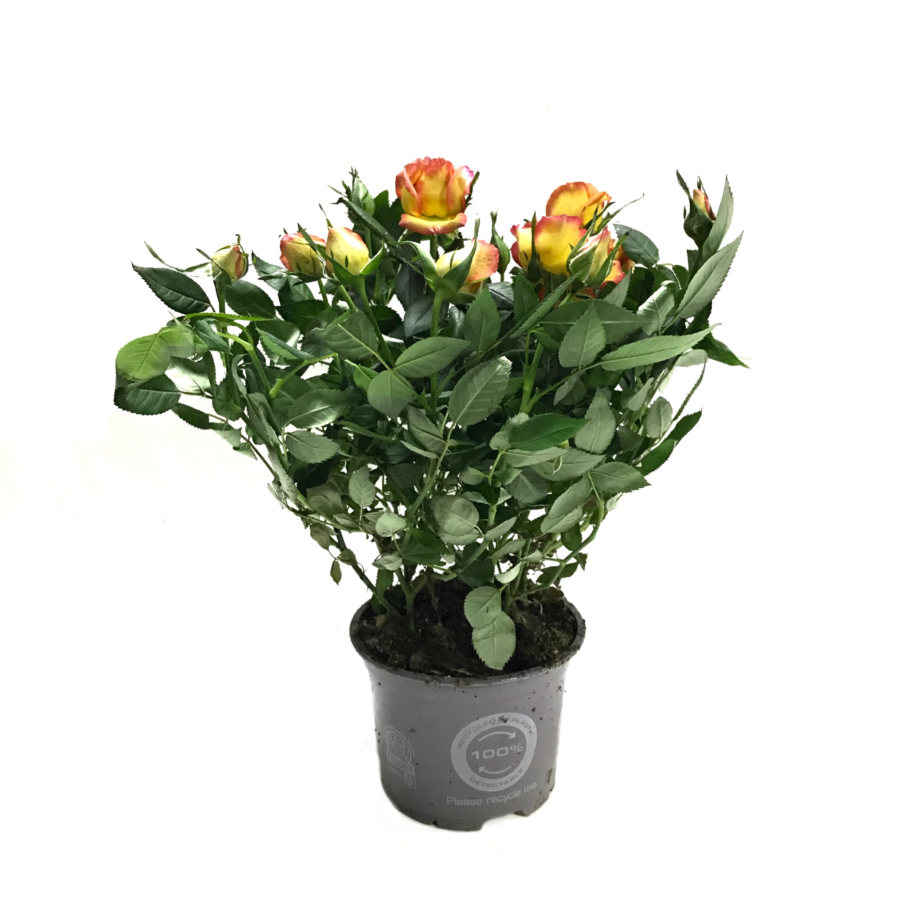 Rosa 'Yellow' (Sarı Gül)