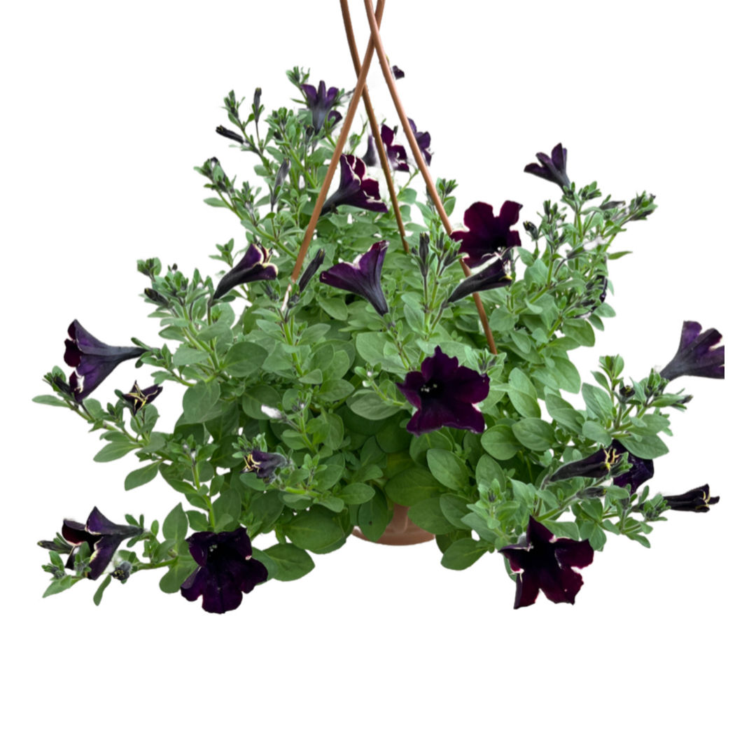 Petunia Hybrida (Bordo Beyaz Kenarlı Petunya)