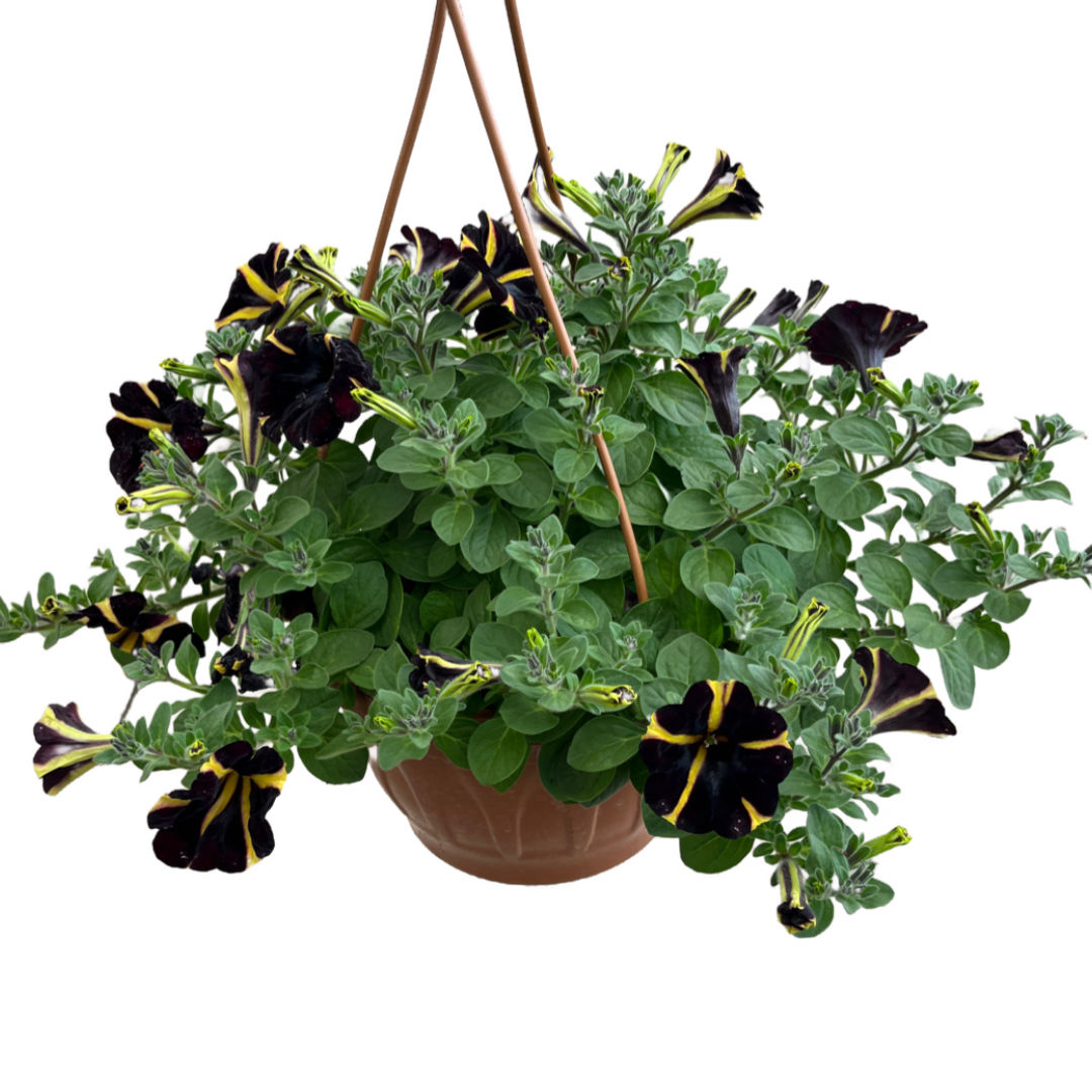 Petunia Hybrida (Bordo Sarı Çizgili Petunya)