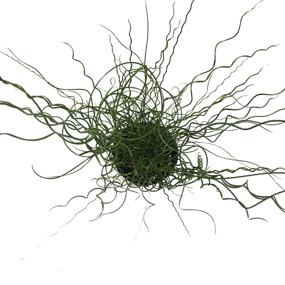 Küçük resim: Juncus Filiformis 'Spiralis'