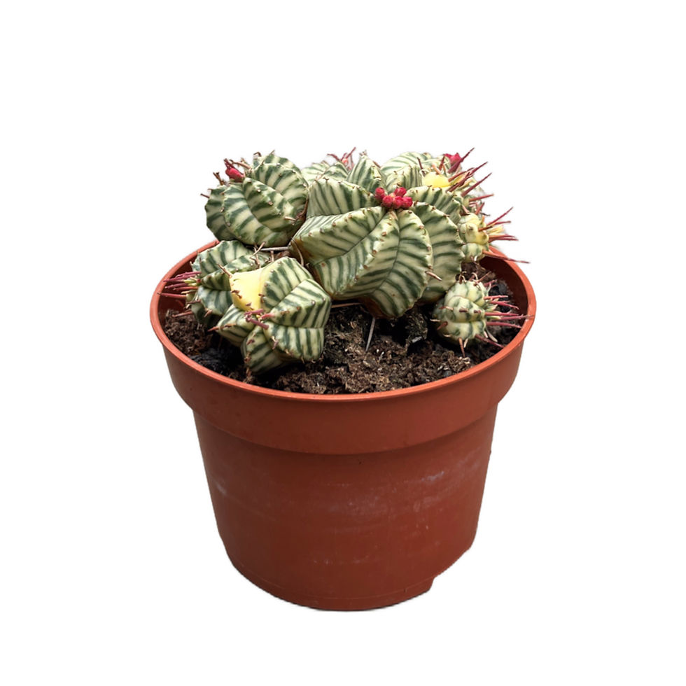 Euphorbia Meloformis 'Variegated'