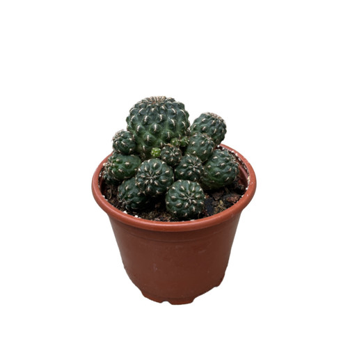 Sulcorebutia Tarabucoensis 'Aureiflora' Betonish