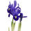 Küçük resim: Iris Reticulata