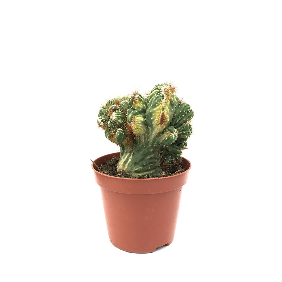 Cereus Peruvianus 'Cristata Variegata'