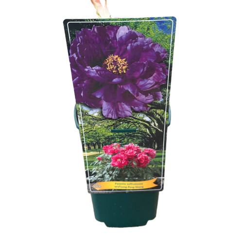 Paeonia Suffruticosa 'Wu Long Peng Sheng' | Betonish