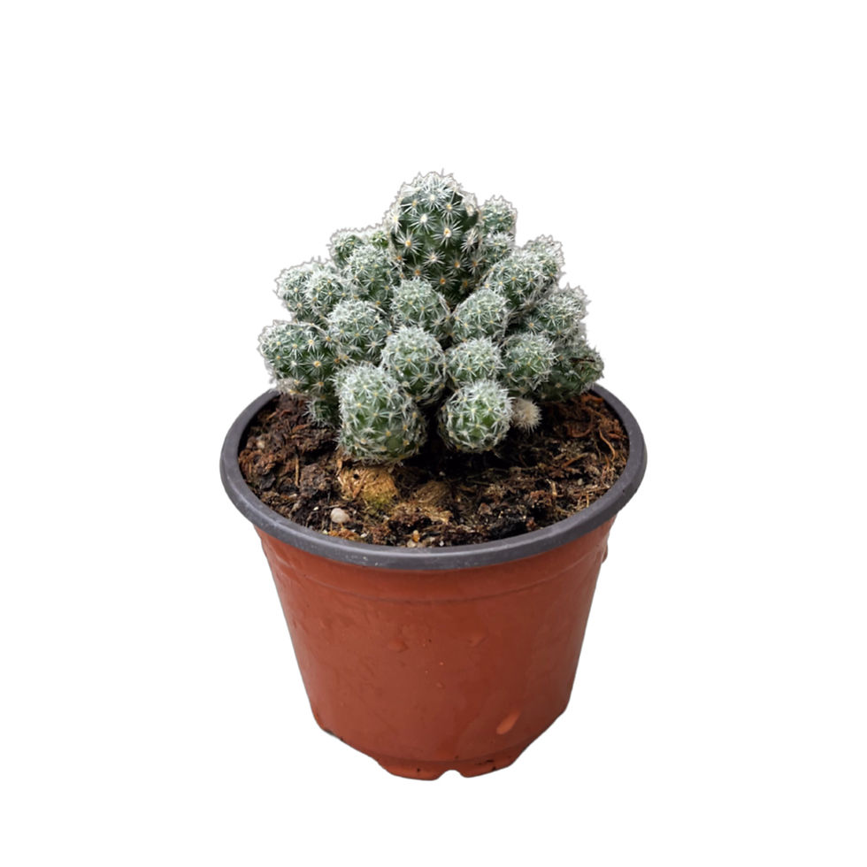 Escobaria Sneedii Leei