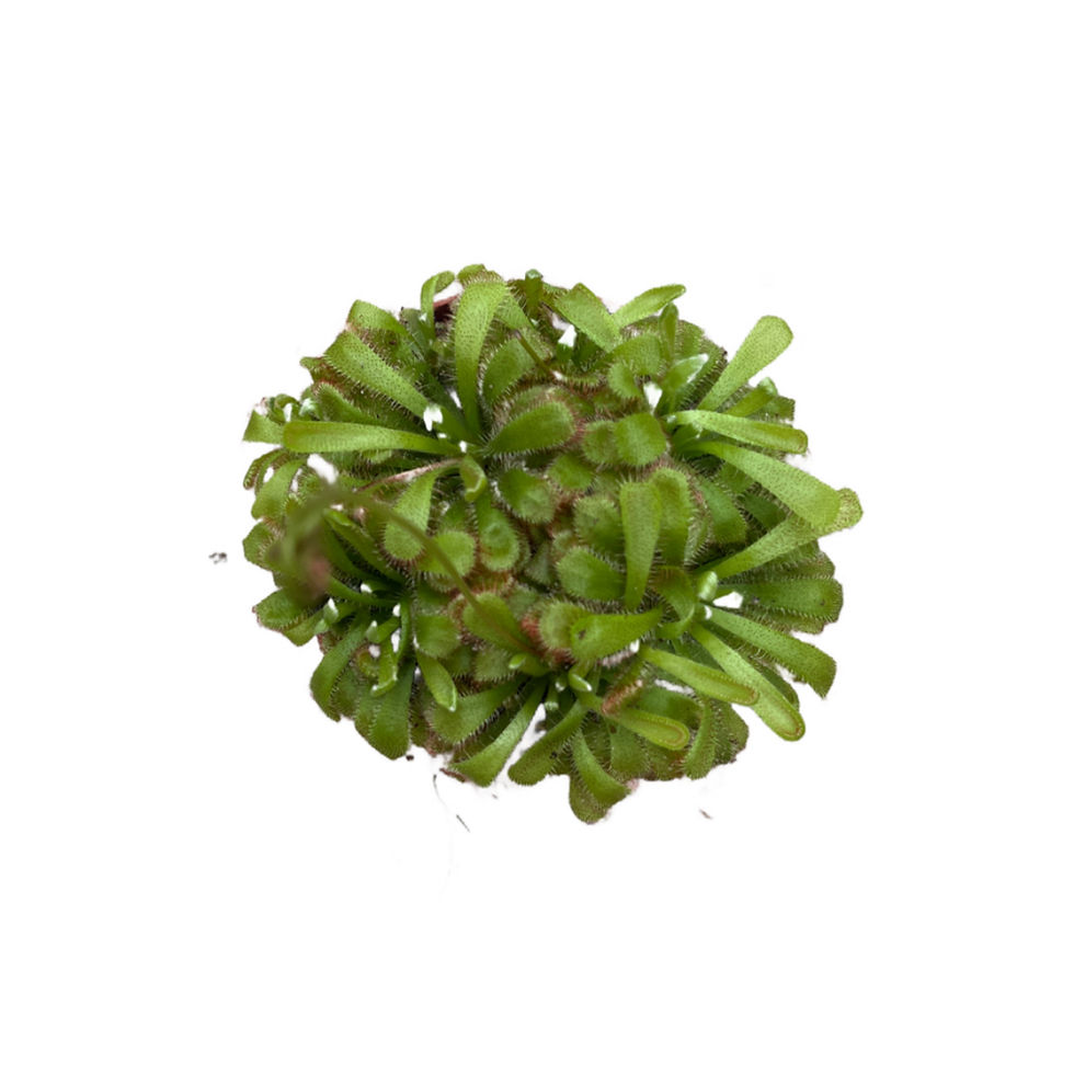 Küçük resim: Drosera Venusta