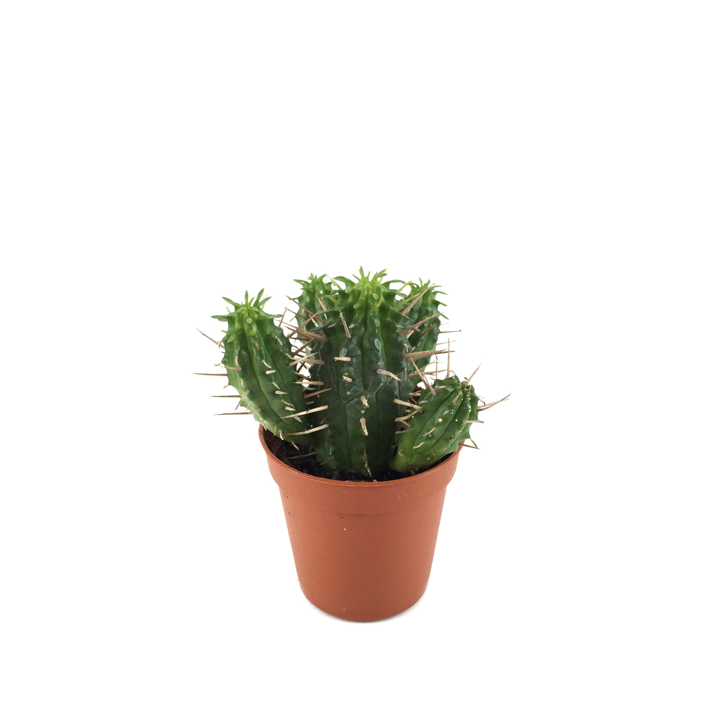 Euphorbia Ferox 'Hybrid'