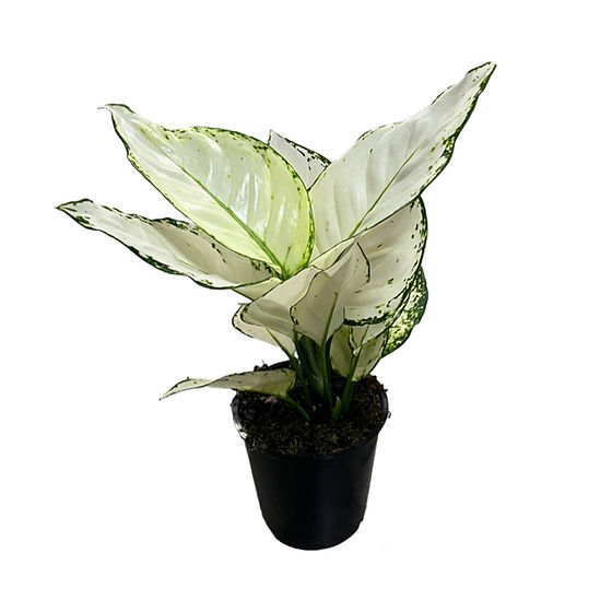 Aglaonema 'White Joy' (Çin Herdemyeşili) | Betonish