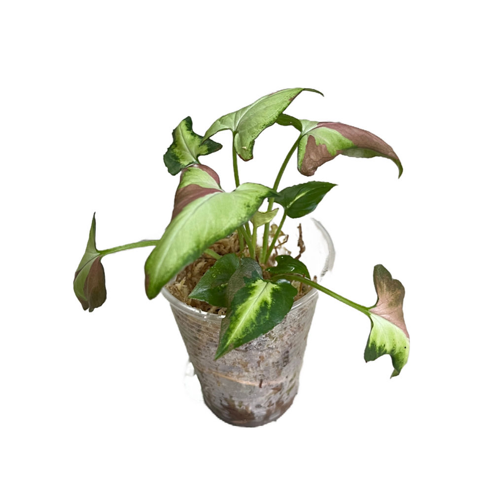 Küçük resim: Syngonium 'Pink Salmon'